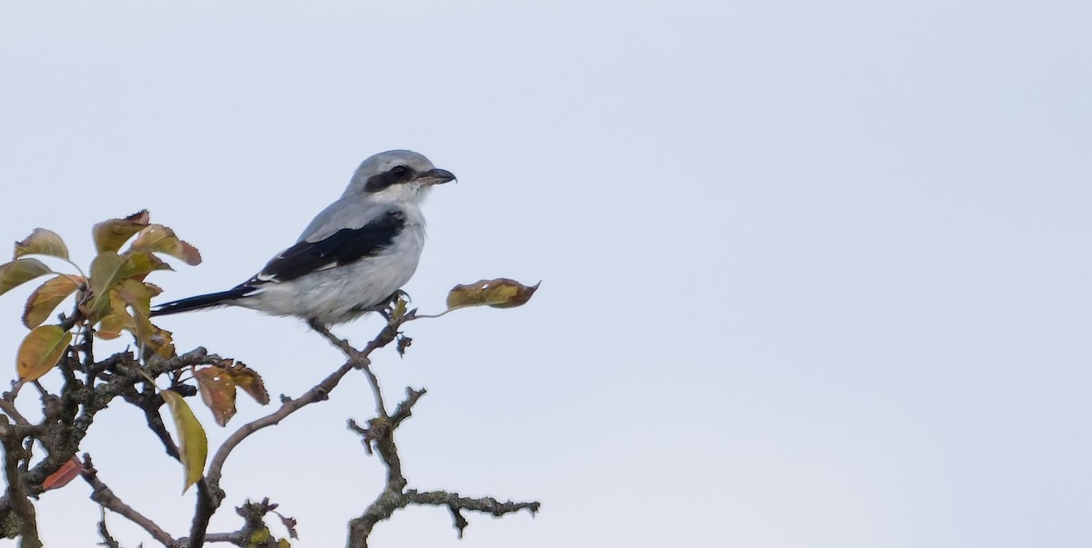 Great Gray Shrike - ML641431237