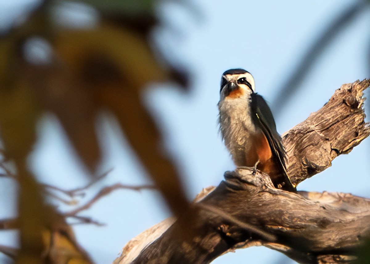 Collared Falconet - ML641431245
