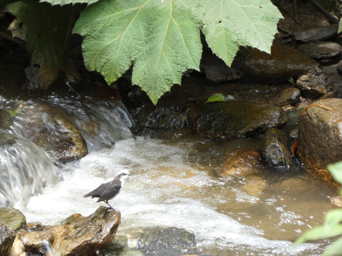 White-capped Dipper - ML641431247