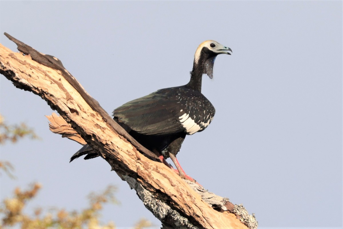 Blue-throated Piping-Guan - ML641431257