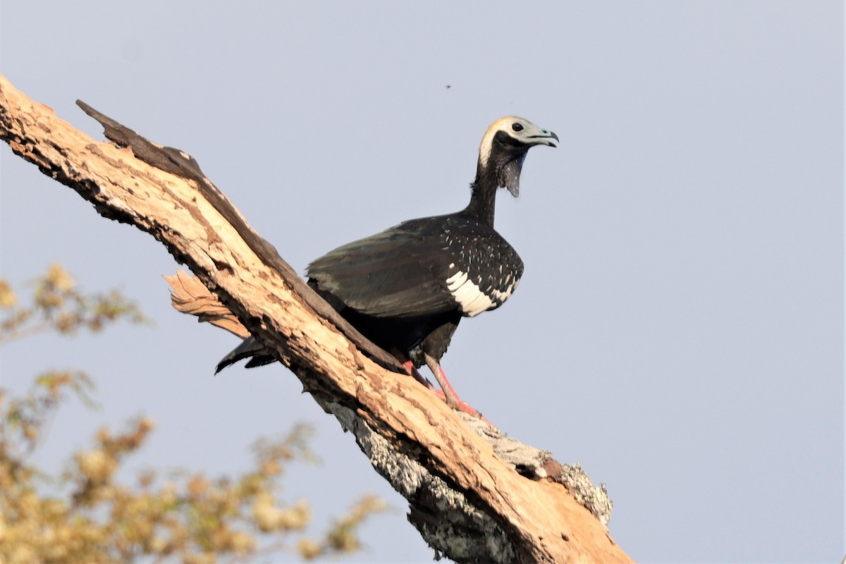 Blue-throated Piping-Guan - ML641431258