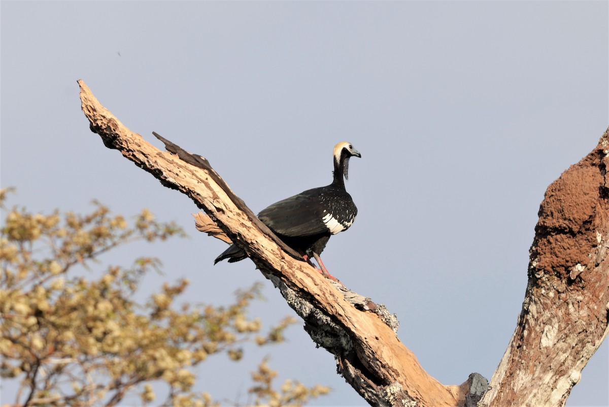 Blue-throated Piping-Guan - ML641431259