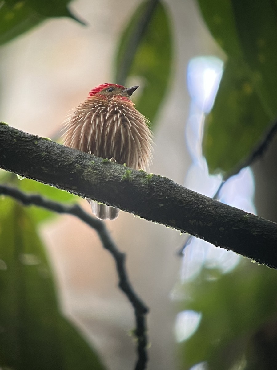 rødstripemanakin - ML641431266