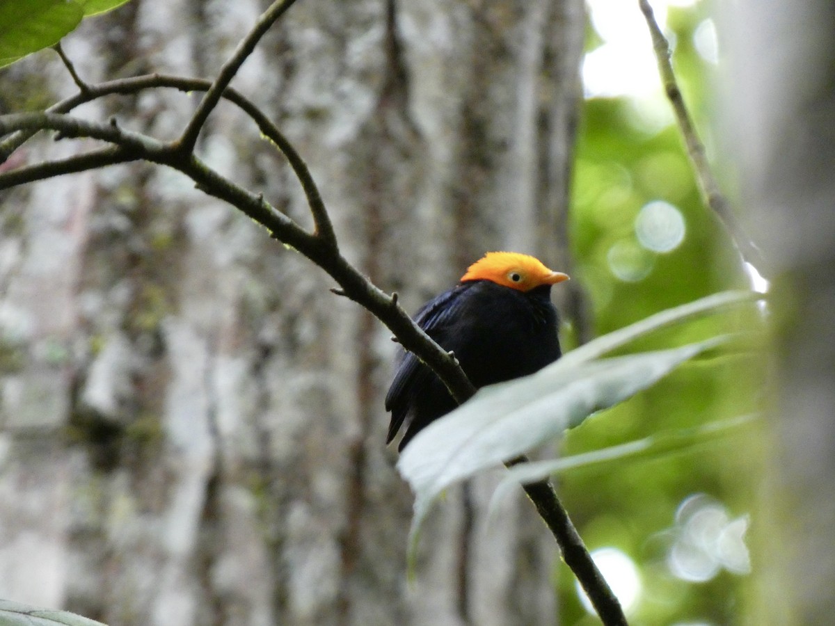 Golden-headed Manakin - ML641431272