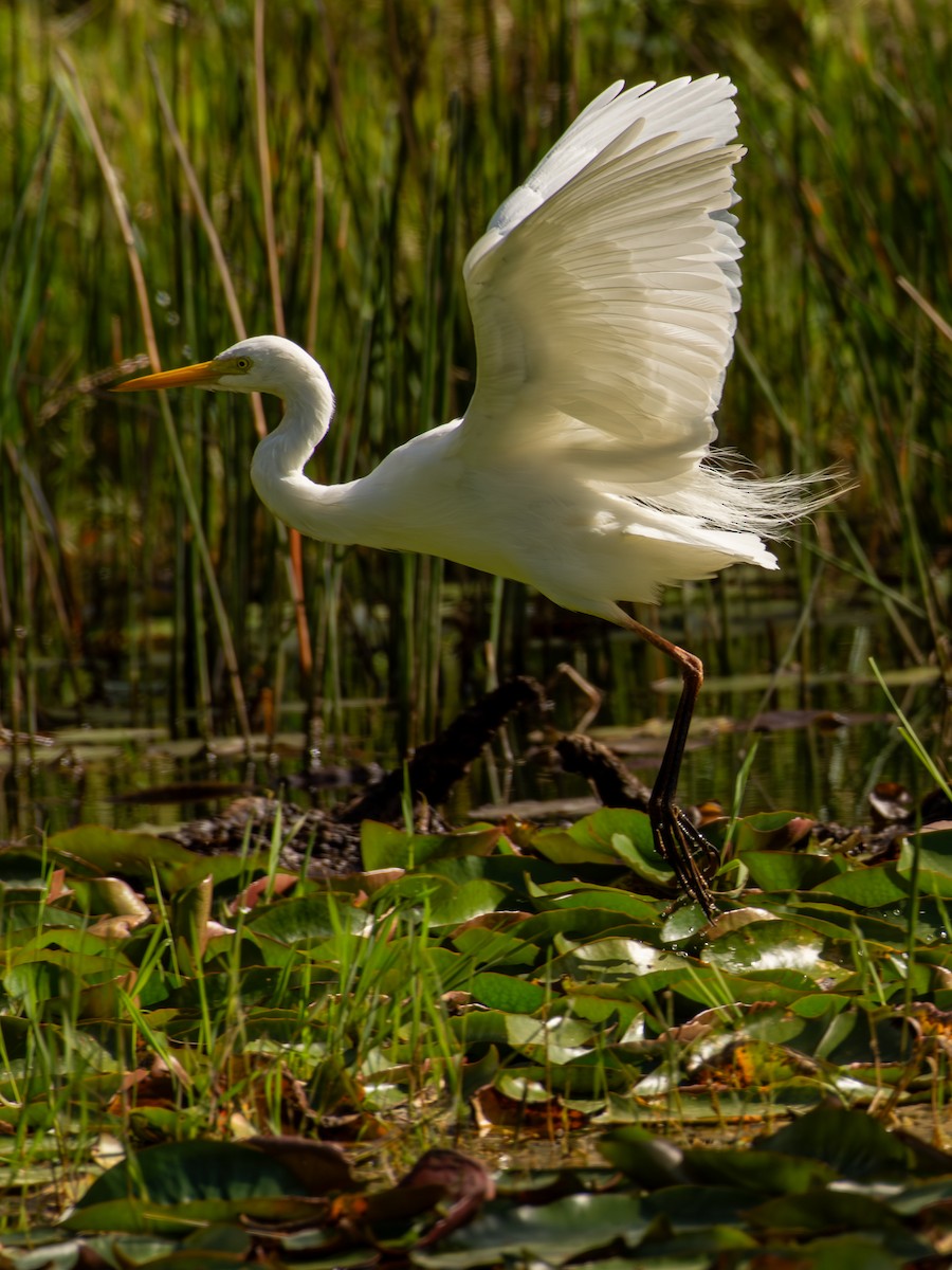 Plumed Egret - ML641431274