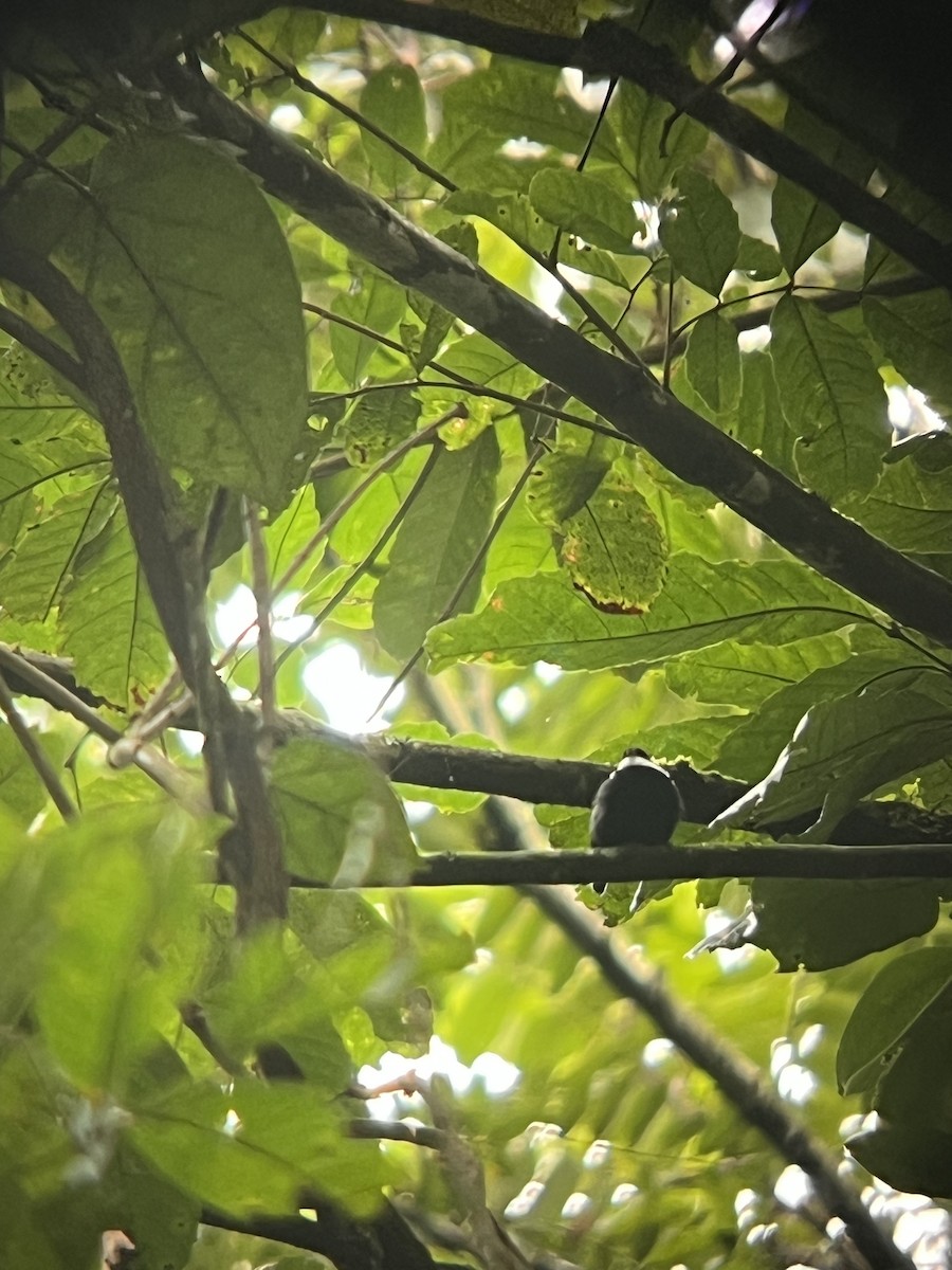 White-bibbed Manakin - ML641431279