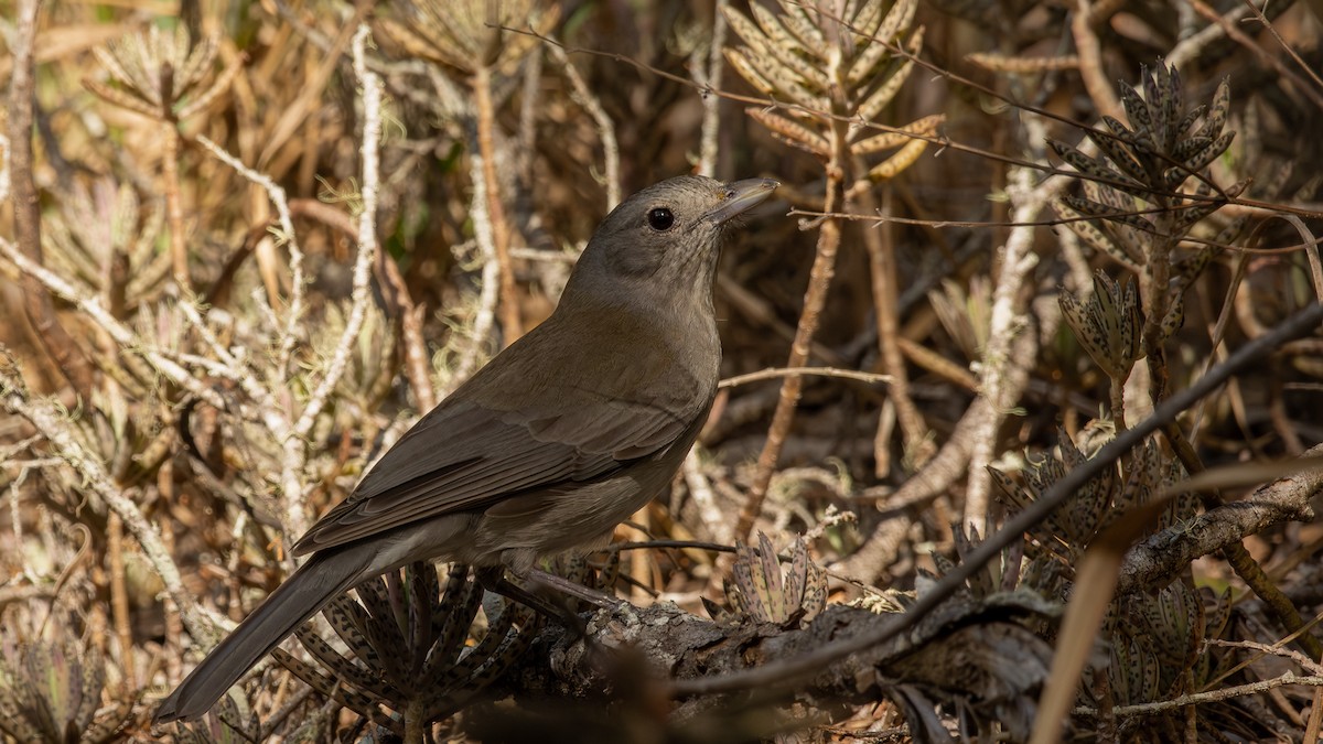 Gray Shrikethrush - ML641431282