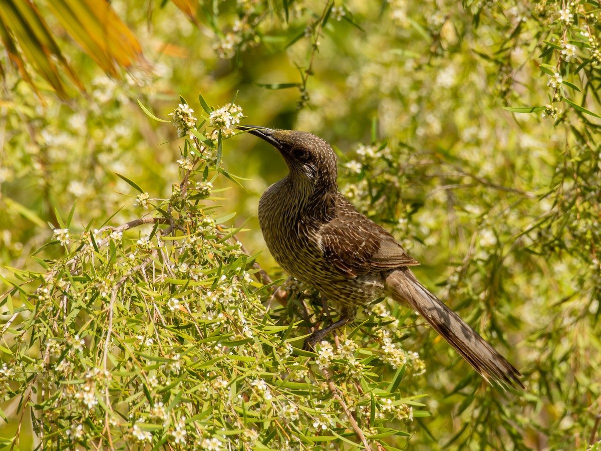 Little Wattlebird - ML641431288