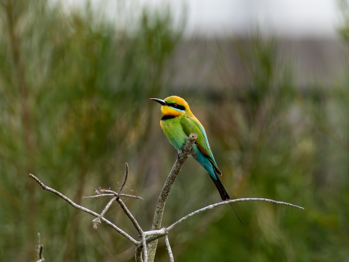 Rainbow Bee-eater - ML641431290
