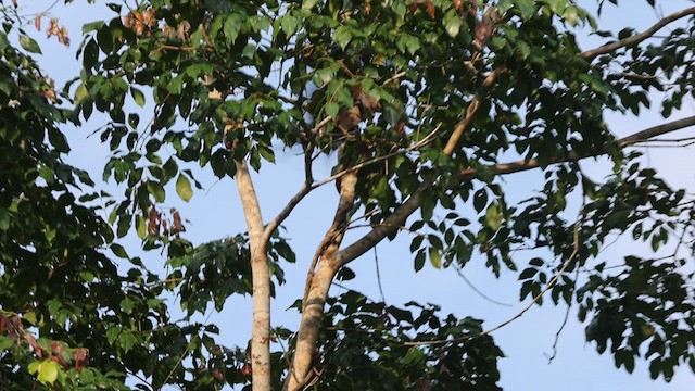 White-throated Toucan - ML641431291
