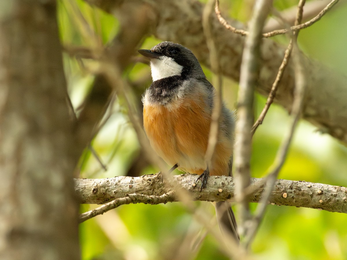 Rufous Whistler - ML641431297