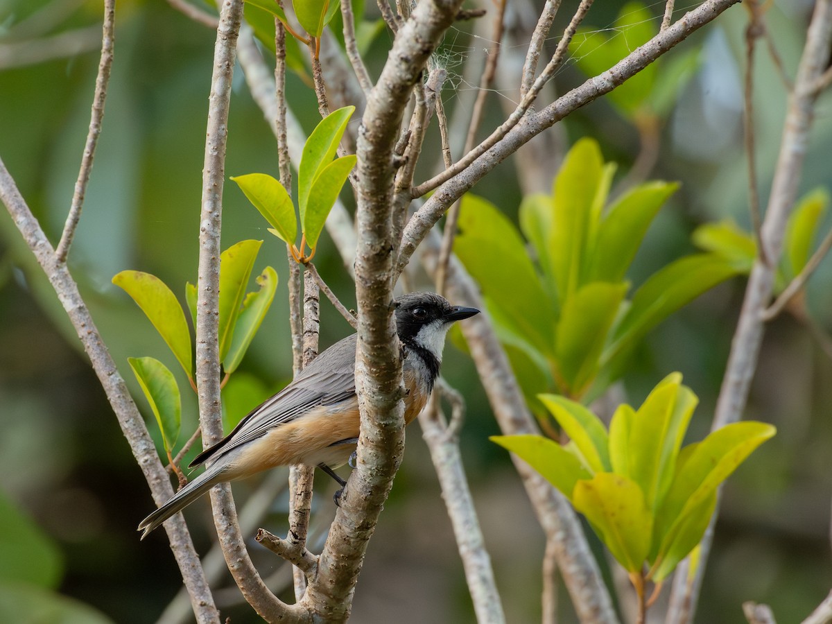 Rufous Whistler - ML641431300