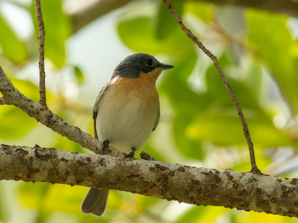 Leaden Flycatcher - ML641431302