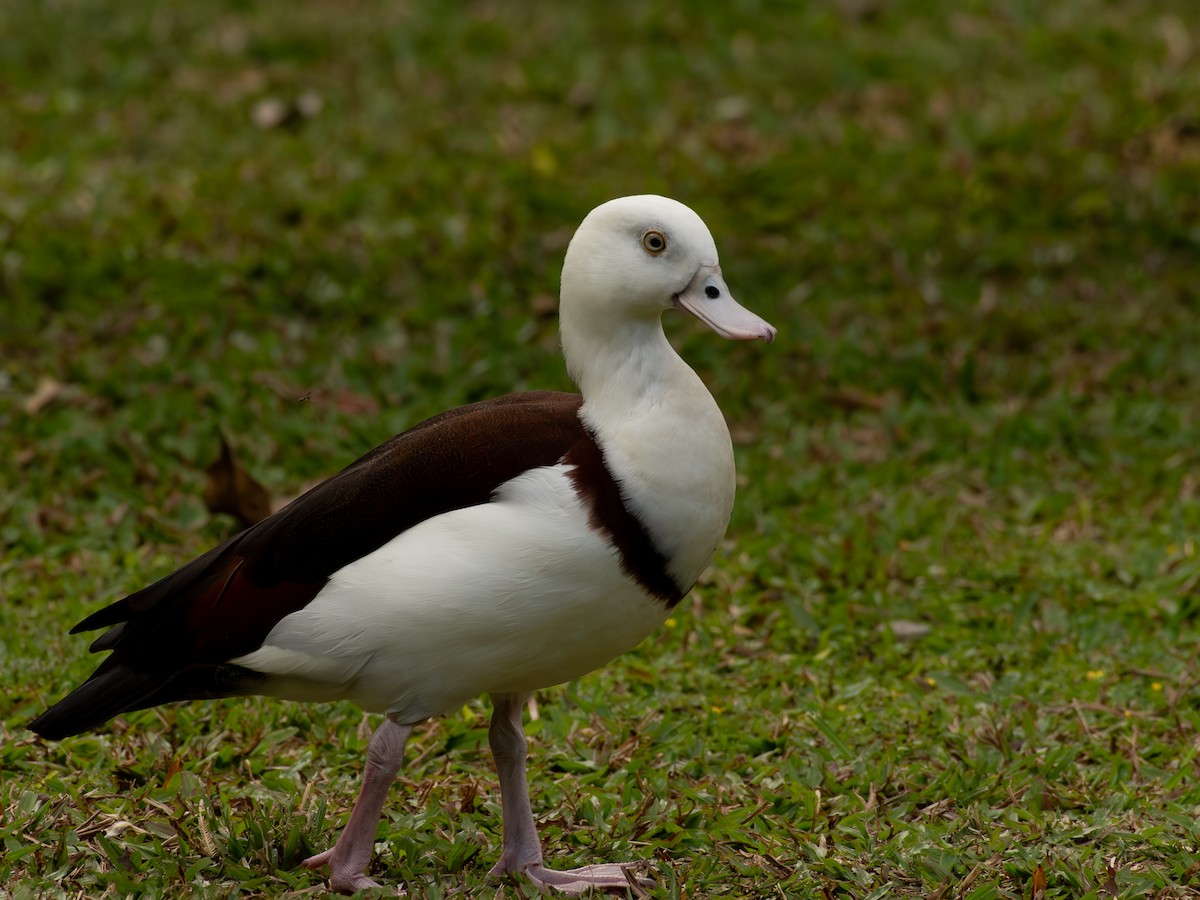 Radjah Shelduck - ML641431307