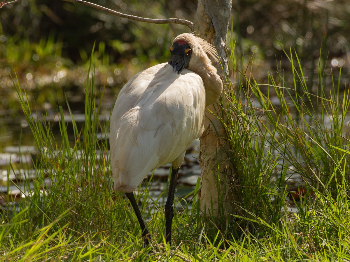 Royal Spoonbill - ML641431310