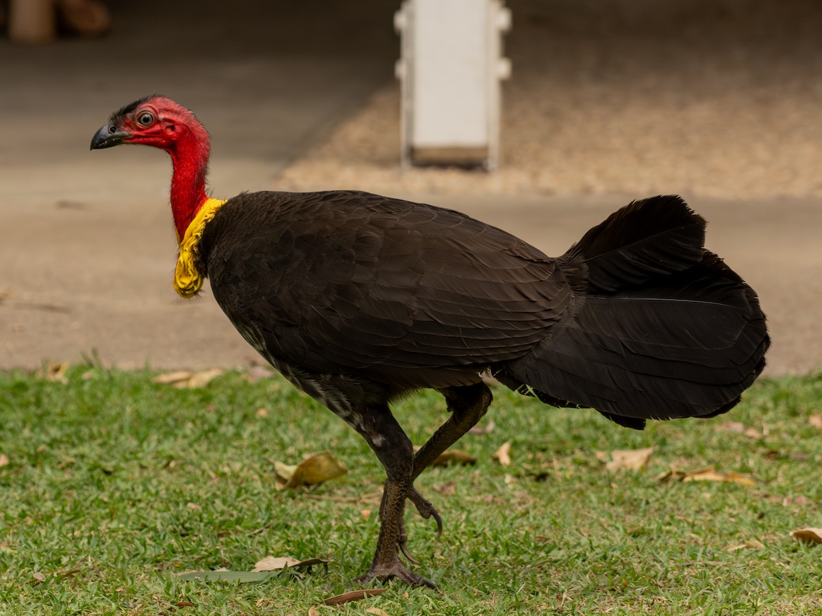 Australian Brushturkey - ML641431314