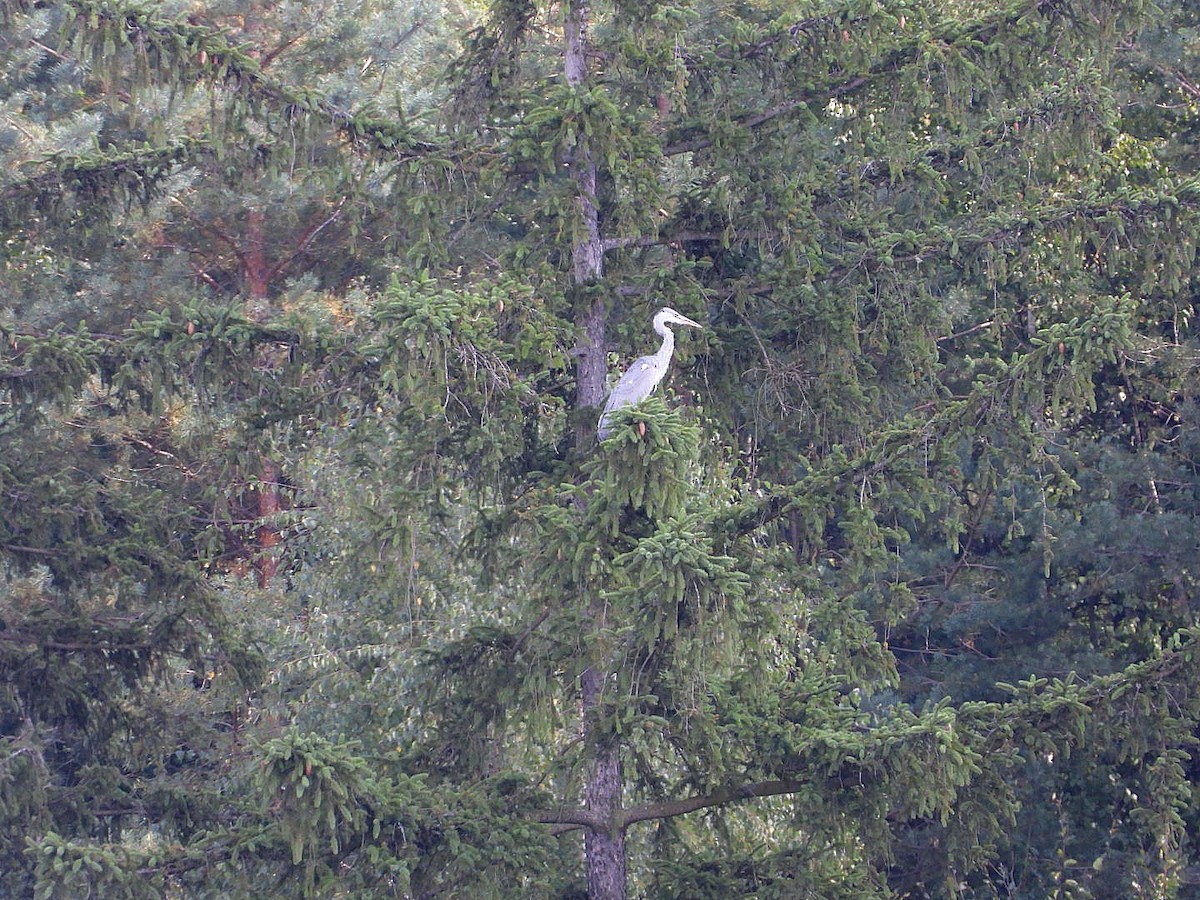 gråhegre - ML641431319