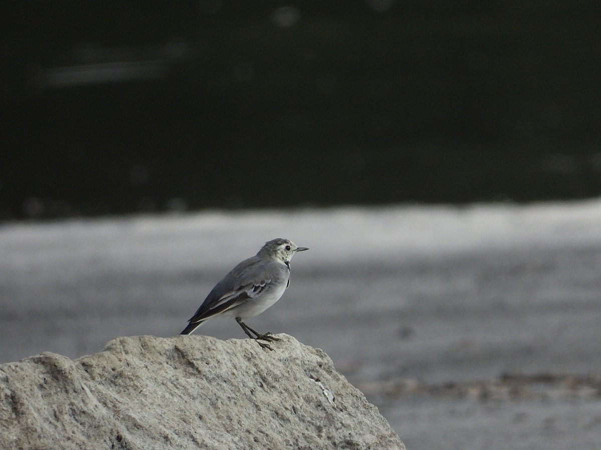 linerle - ML641431327