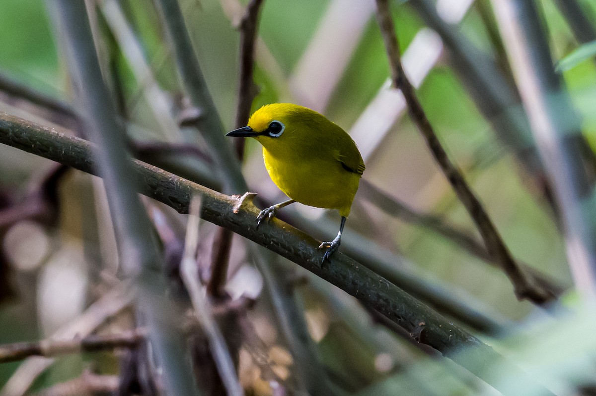 Pemba White-eye - ML641431341