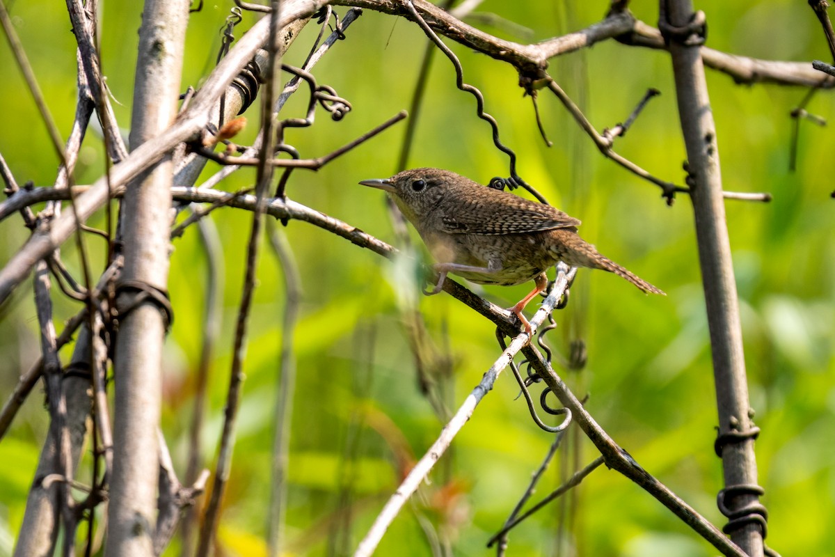 Northern House Wren - ML641431347