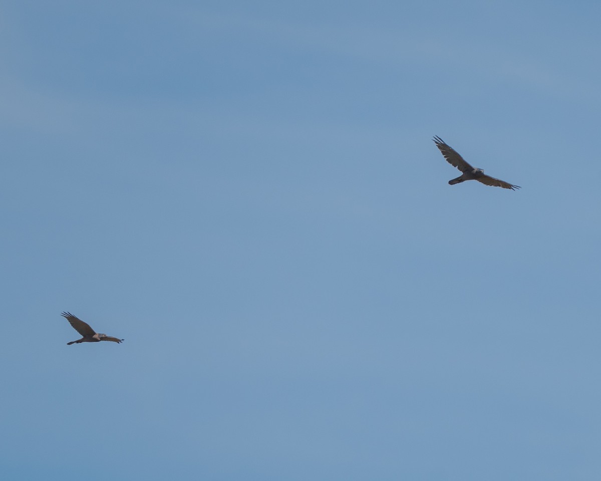 Collared Sparrowhawk - ML641431358