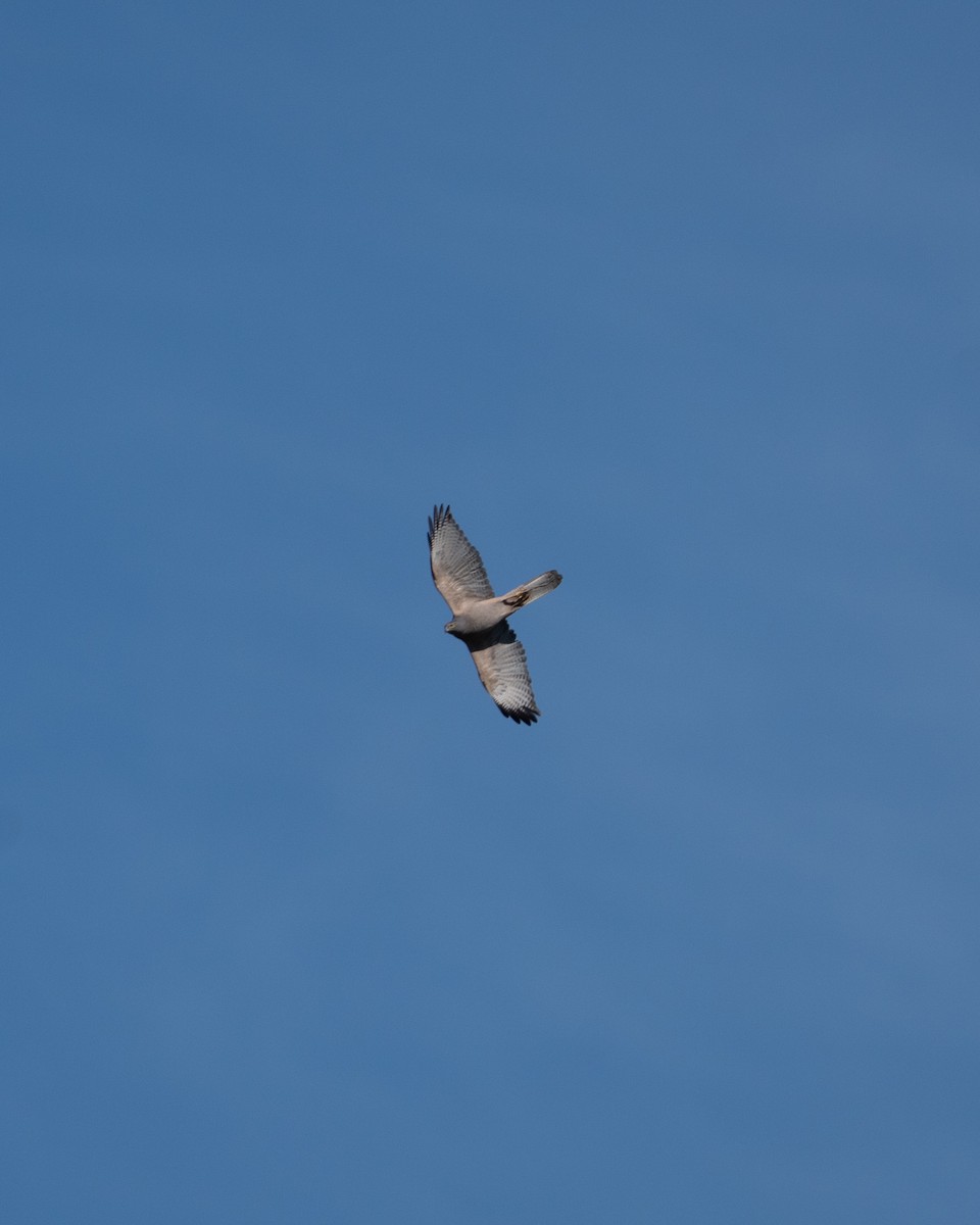 Collared Sparrowhawk - ML641431359