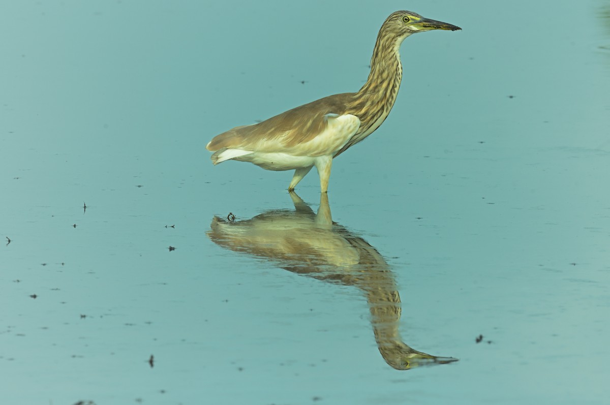 印度池鷺 - ML641431363