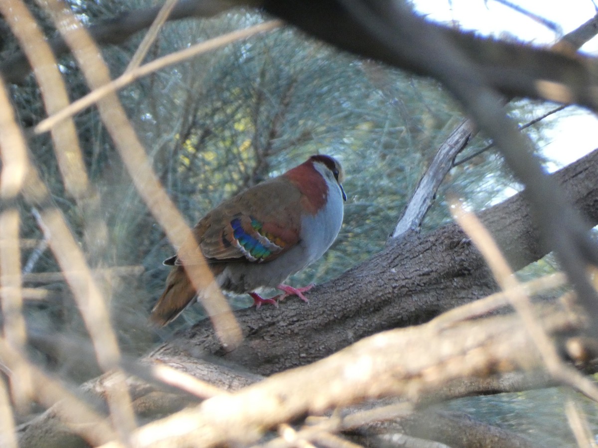 Brush Bronzewing - ML641431364