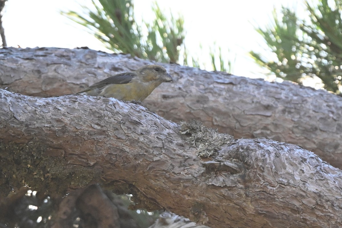 Red Crossbill (Corsican) - ML641431386