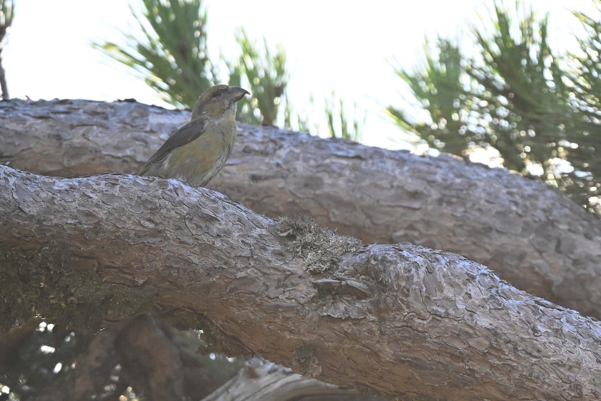 Red Crossbill (Corsican) - ML641431388