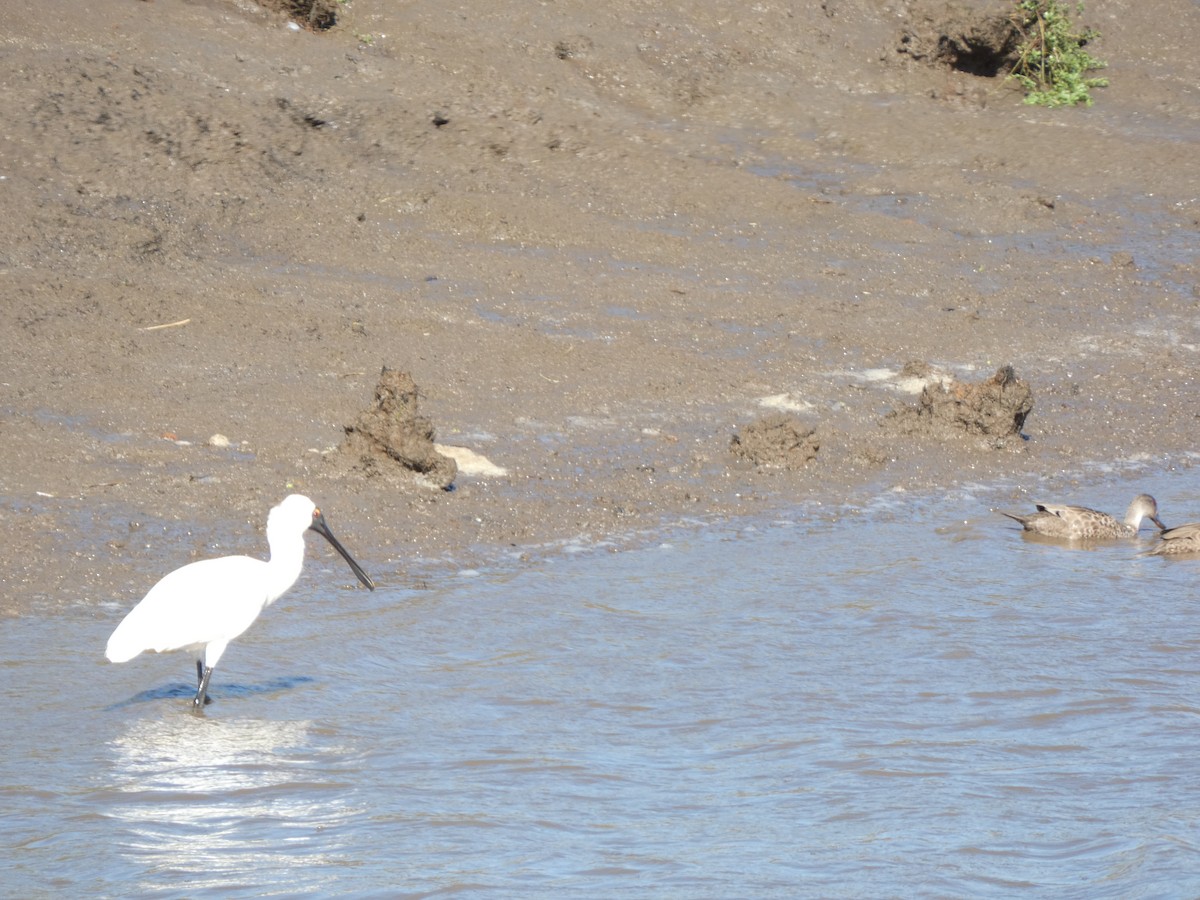 Royal Spoonbill - ML641431412