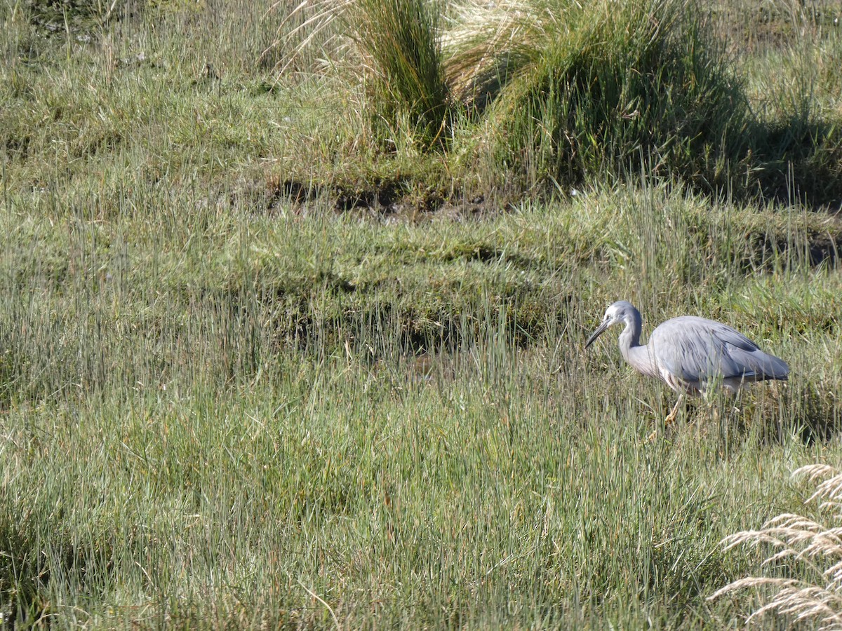 White-faced Heron - ML641431414