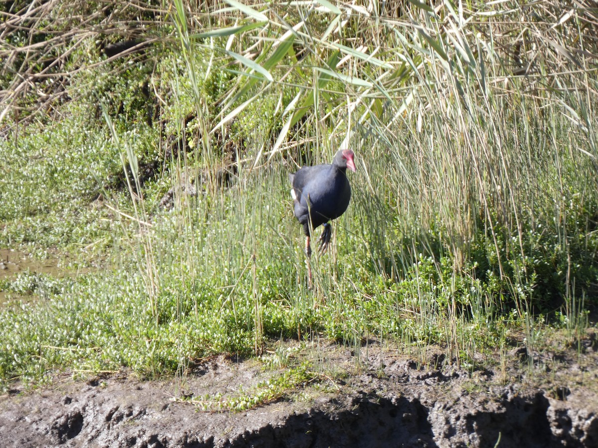 Australasian Swamphen - ML641431433