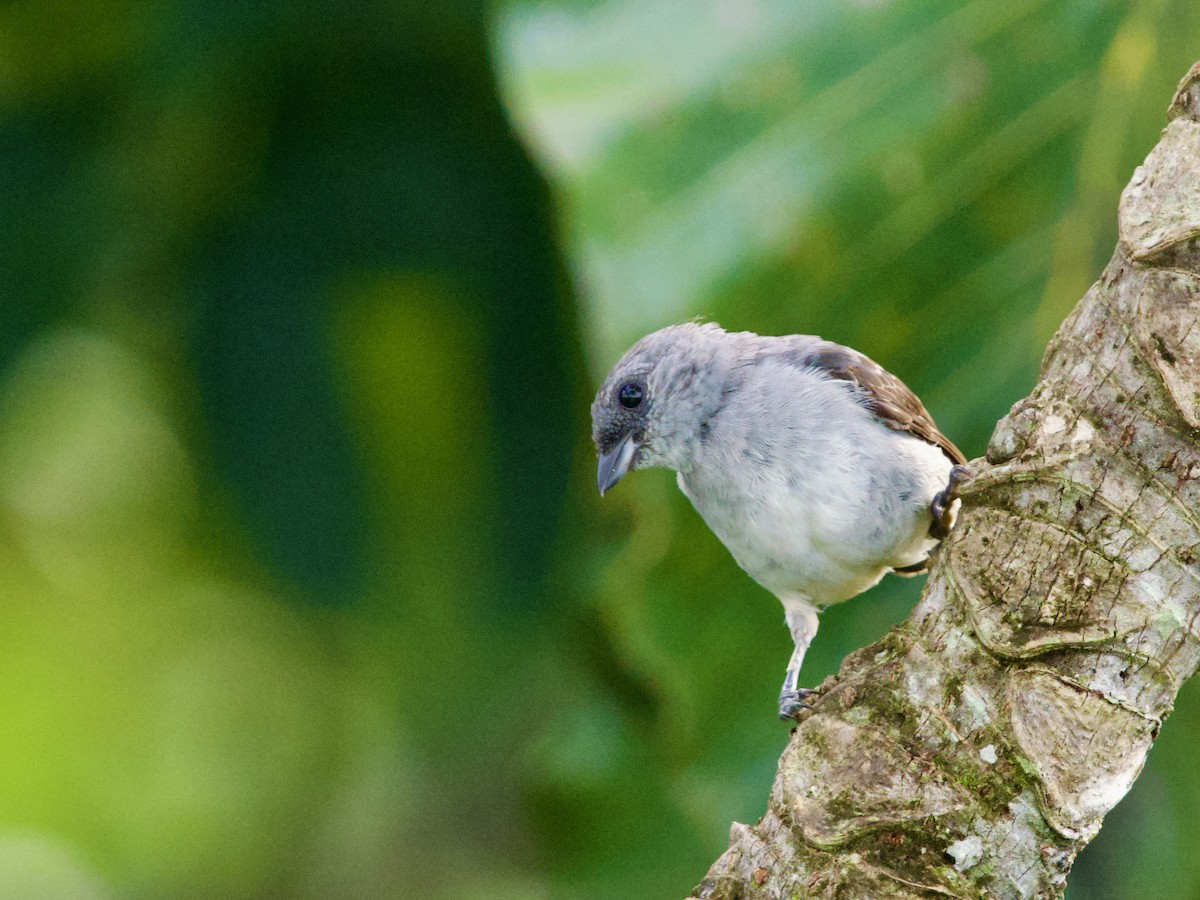 Plain-colored Tanager - ML641431507