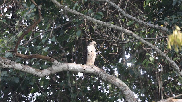 アカエリクマタカ - ML641431525