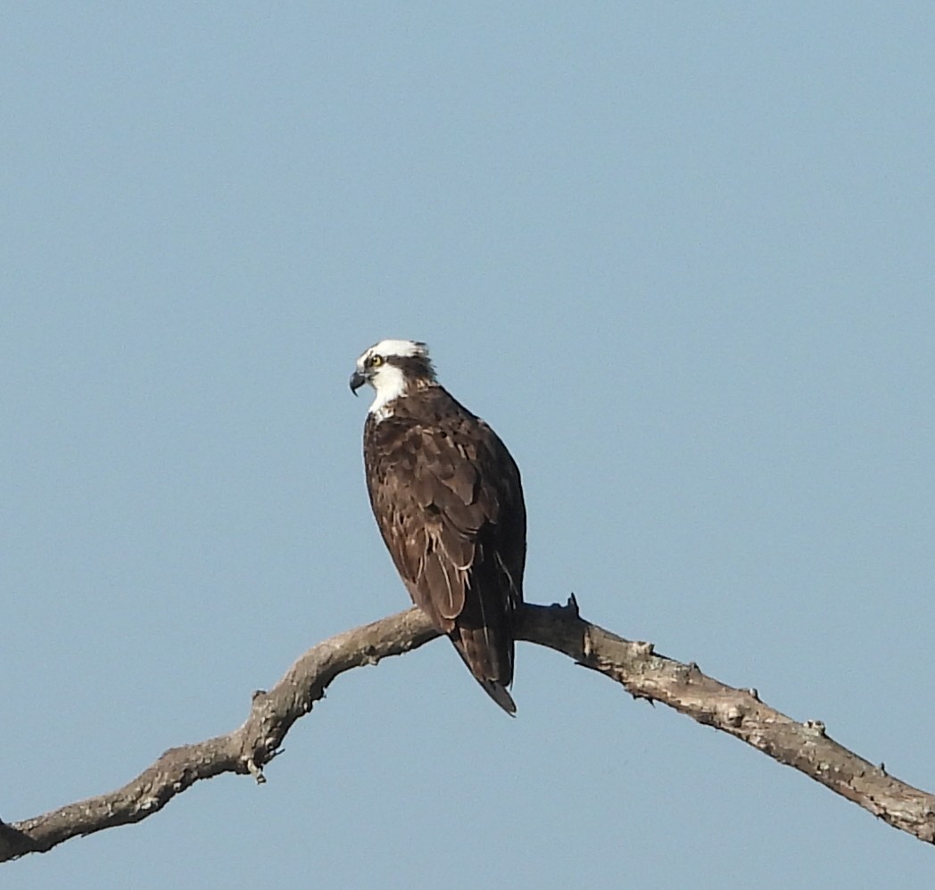 fiskeørn (carolinensis) - ML641431530