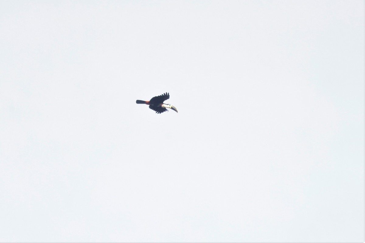 White-throated Toucan - ML641431538