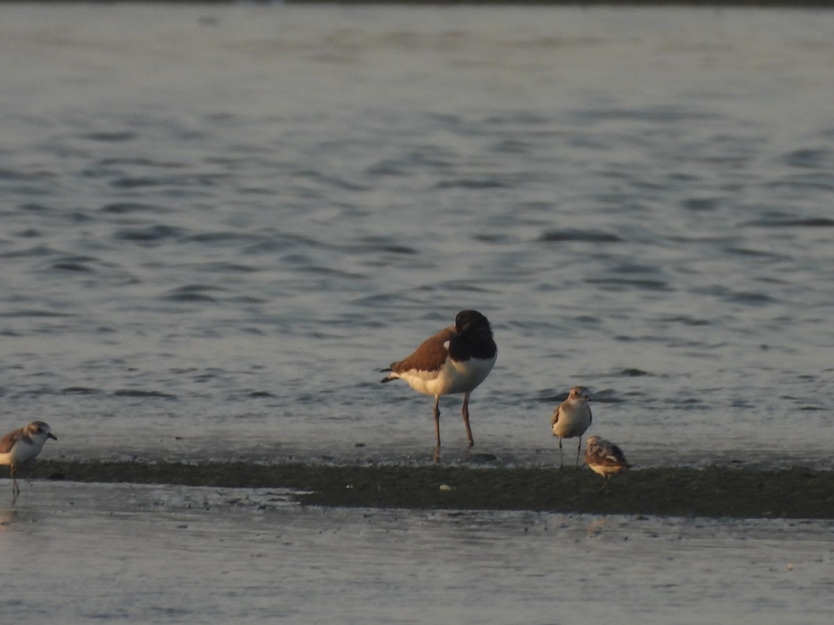 Eurasian Oystercatcher - ML641431568