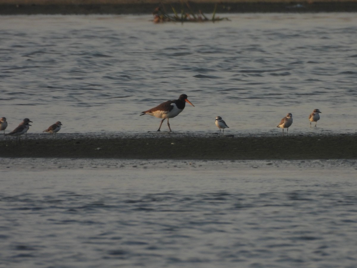 Eurasian Oystercatcher - ML641431569