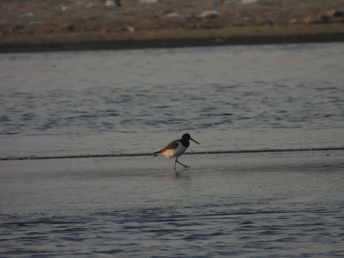 Eurasian Oystercatcher - ML641431570