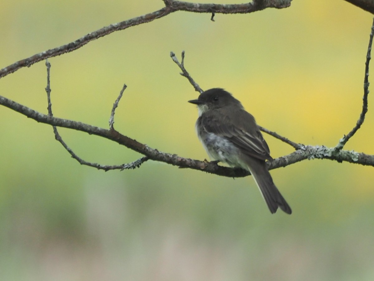 Eastern Phoebe - ML641431574