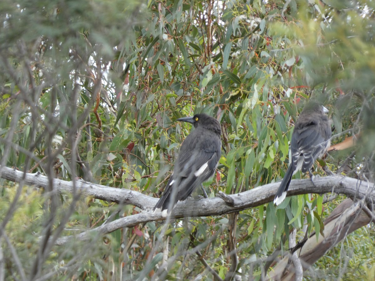Gray Currawong - ML641431612