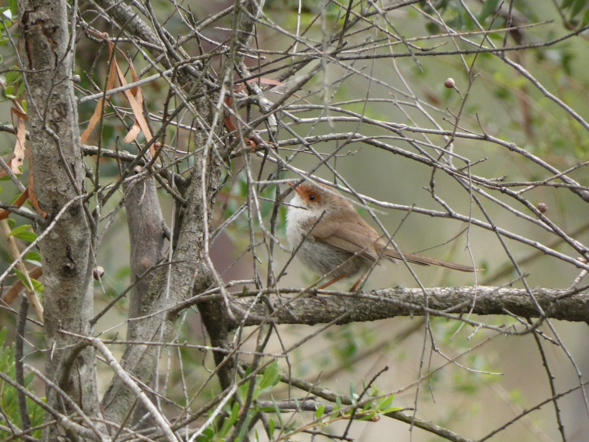 Superb Fairywren - ML641431622