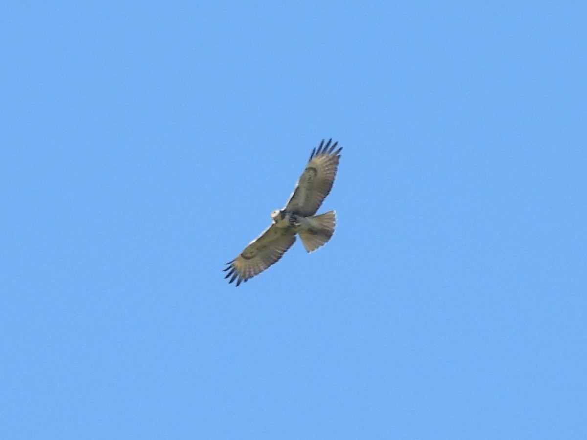 Red-tailed Hawk - ML641431630