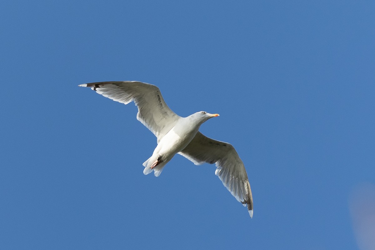 Мөнгөлөг цахлай - ML641431631