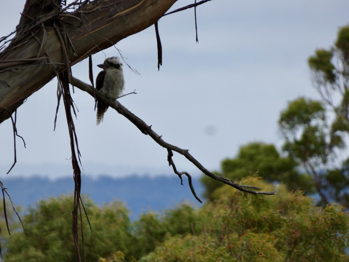 Laughing Kookaburra - ML641431640