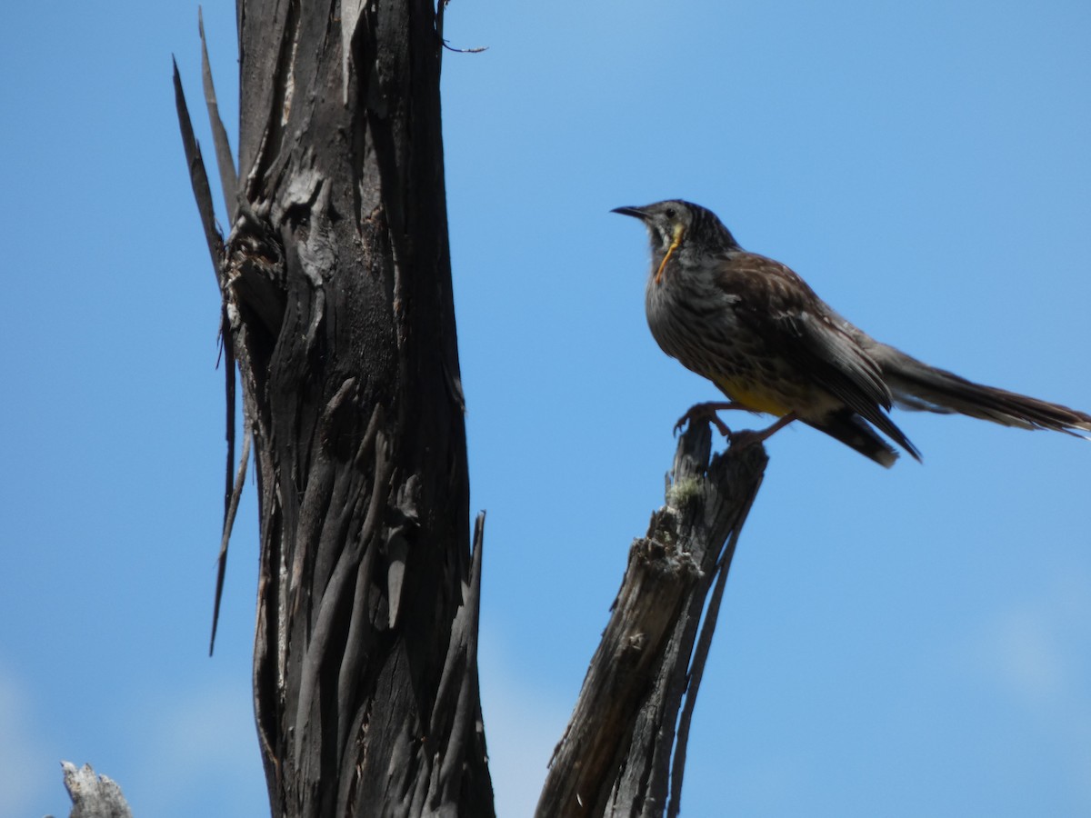 Yellow Wattlebird - ML641431682