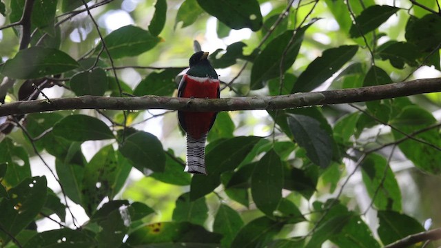 Collared Trogon - ML641431685
