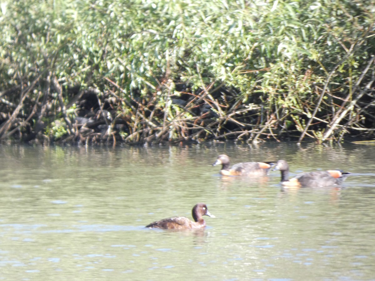 Australian Shelduck - ML641431715