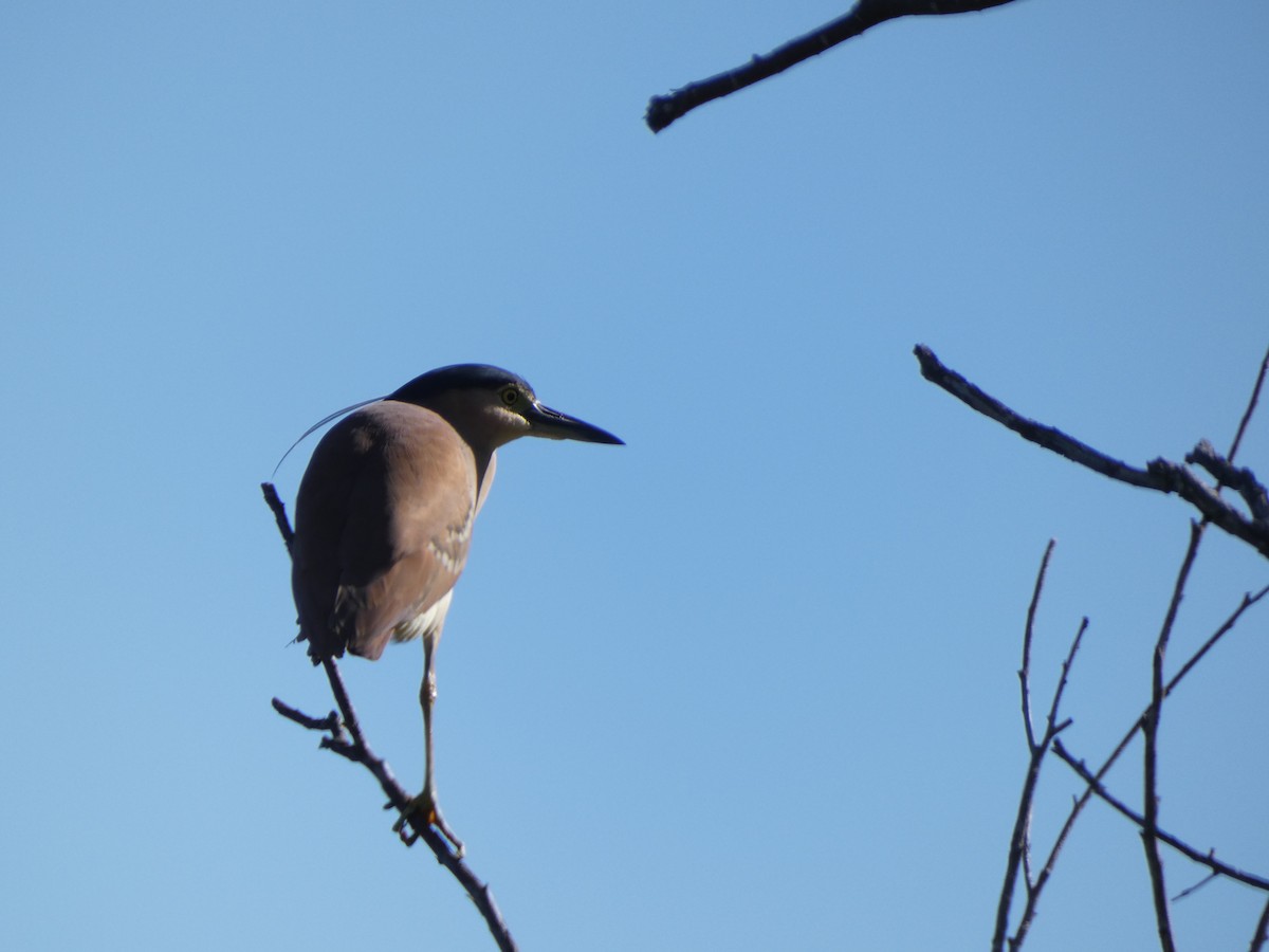 Nankeen Night Heron - ML641431730